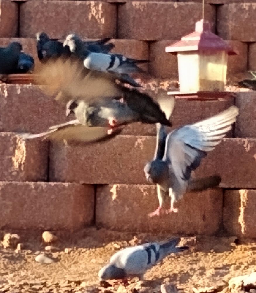 Pigeons kung fu fighting