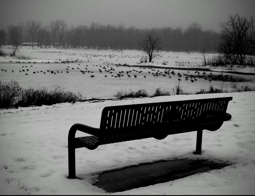 Empty bench facing ducks skating across an ice-covered lake