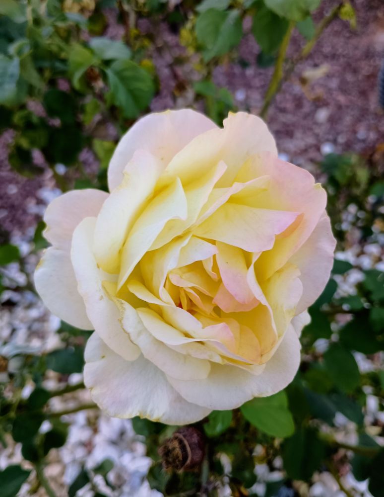 White and pinkish rose