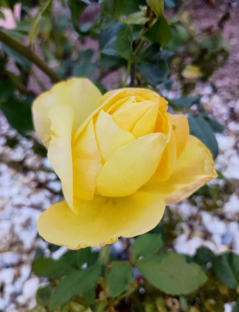 Yellow rose