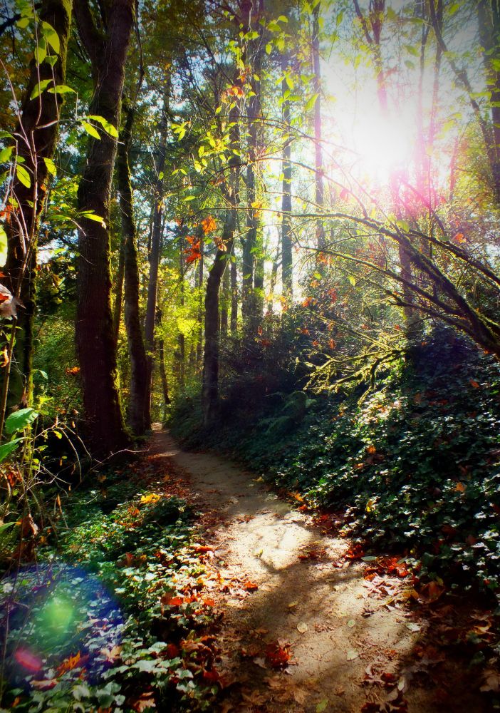 Hiking path through trees with sunlight streaming through the trees. Somewhere in Oregon.