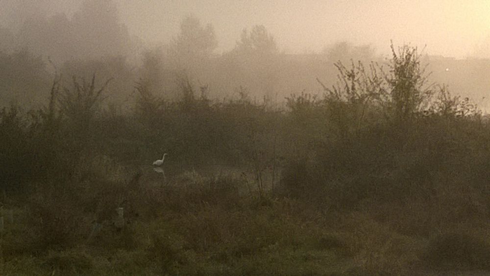 Heron hanging out in the wetlands