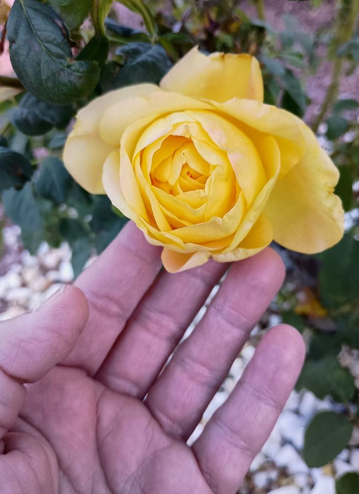 Yellow rose