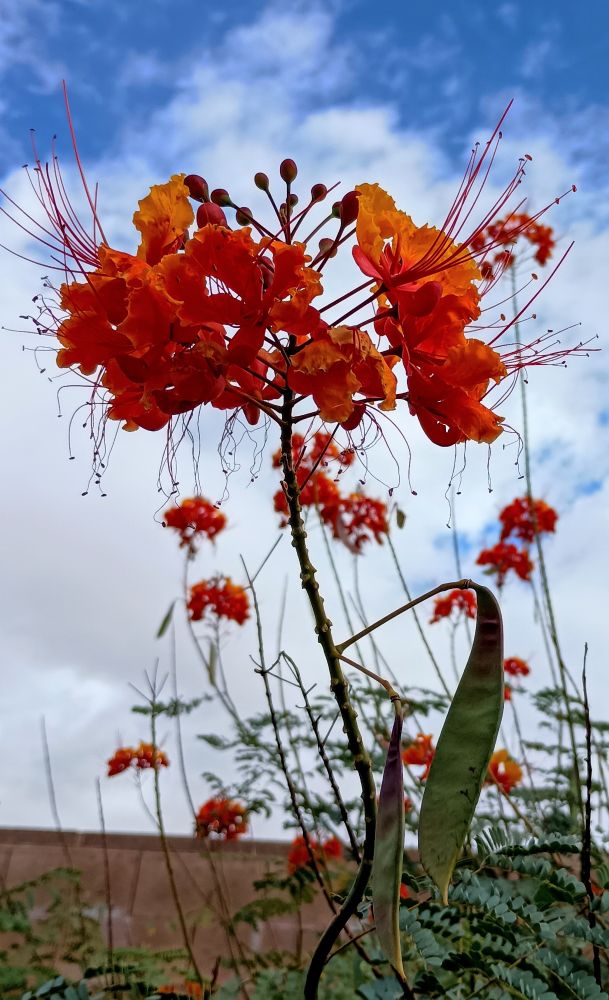 Bright orange and yellow flowers