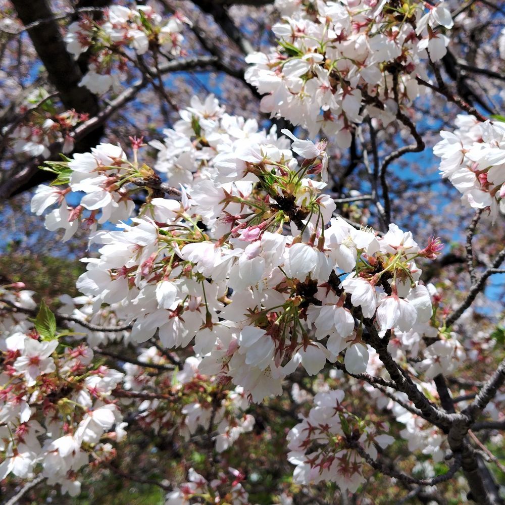 桜
さくら
サクラ
sakura
cherry blossom
japanese cherry
櫻
花
はな
ハナ
華
hana
flower
草花
開花
満開
花見
観桜
桜花
桜の花
桜狩り
花桜
花時
花片
花弁
ゴールデンウィーク
golden week
GW
大型連休
黄金週間
5月
五月
皐月 (さつき)
菖蒲月 (あやめづき)
稲苗月 (いななえづき)
五色月 (いろいろづき)
雨月 (うげつ)
建午月 (けんごげつ)
月不見月 (つきみずづき)
早苗月 (さなえづき)
五月雨月 (さみだれづき)
写月 (しゃげつ)
橘月 (たちばなづき)
仲夏 (ちゅうか)
梅月 (ばいげつ)
浴蘭月 (よくらんげつ)
May (メイ)