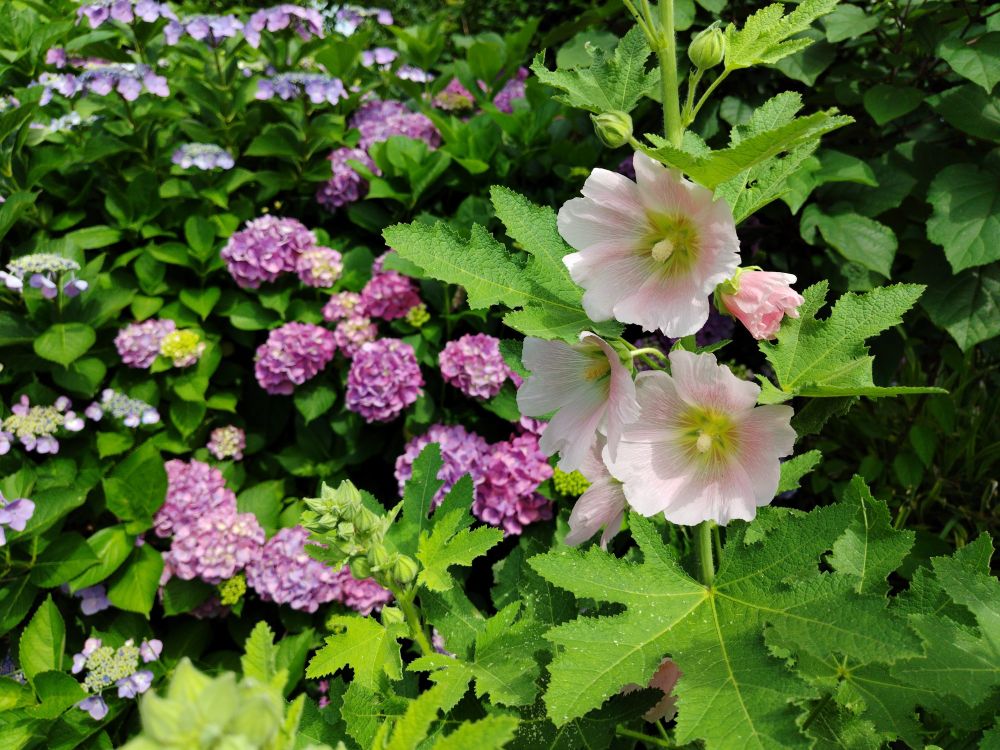 タチアオイ
立葵 たちあおい
ホリホック
ホリーホック
hollyhock
梅雨葵 つゆあおい
Alcea rosea
はな ハナ 花 hana flower flowers
