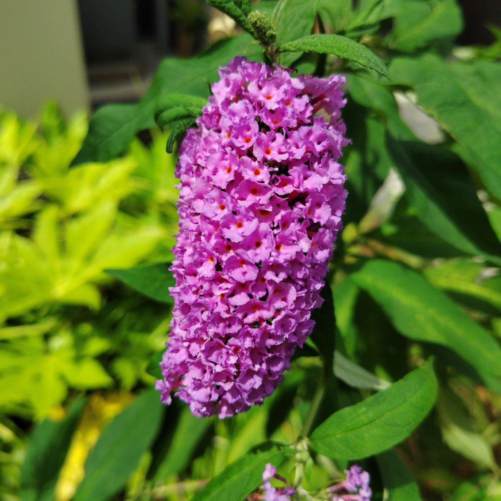 フサフジウツギ
房藤空木 ふさふじうつぎ
ニシキフジウツギ
チチブフジウツギ
Buddleja
ブッドレア
ブッドレヤ
ブドレヤ
Butterfly Bush
バタフライブッシュ
Summer Lilac
サマーライラック
花 はな ハナ hana flower flowers