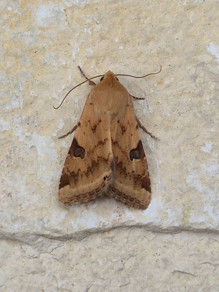 Bordered Straw 