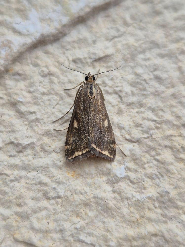 Loxostege sticticalis 