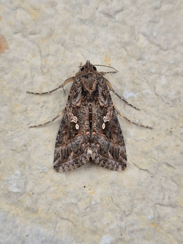 Ni Moth 