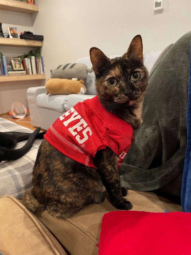Dumpers the cat wearing an Ohio State jersey looking cute 