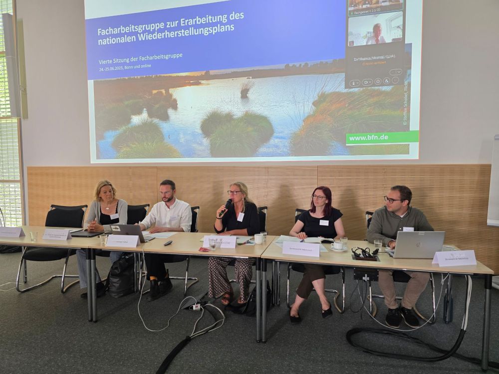 5 Personen sitzen an einem Tisch, dahinter ist eine Präsentation an die Wand gebeamt: Facharbeitsgruppe zur Erarbeitung des nationalen Wiederhersetllungsplans.
Im Rahmen der Facharbeitsgruppensitzung kamen vergangene Woche Expert:innen der Bundesländer und des Bundes im BfN in Bonn zusammen. Sie diskutierten gemeinsam offene Fragestellungen bei der Erstellung des nationalen Wiederherstellungsplans.