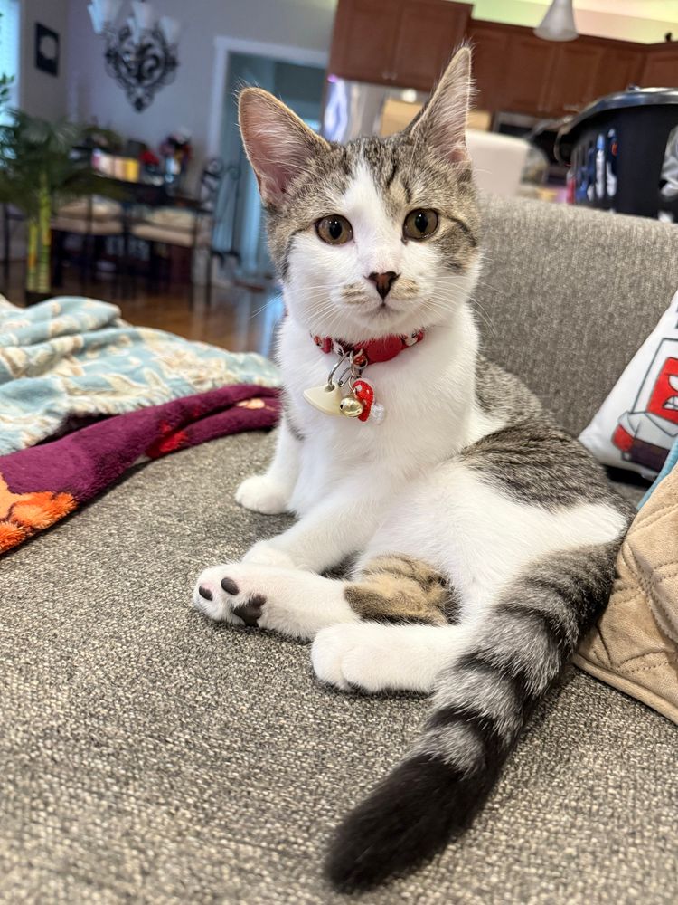 Brown/Gray/White Tabby Kitten named “Teddie” 