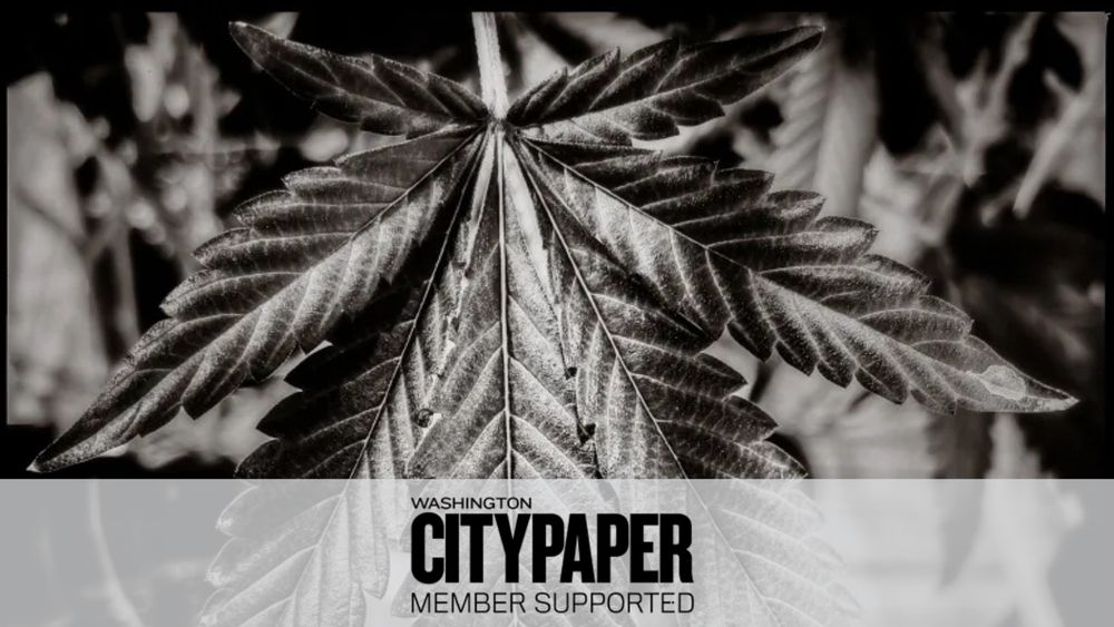 Image of a cannabis leaf from the article, with the Washington City Paper logo at the bottom.
