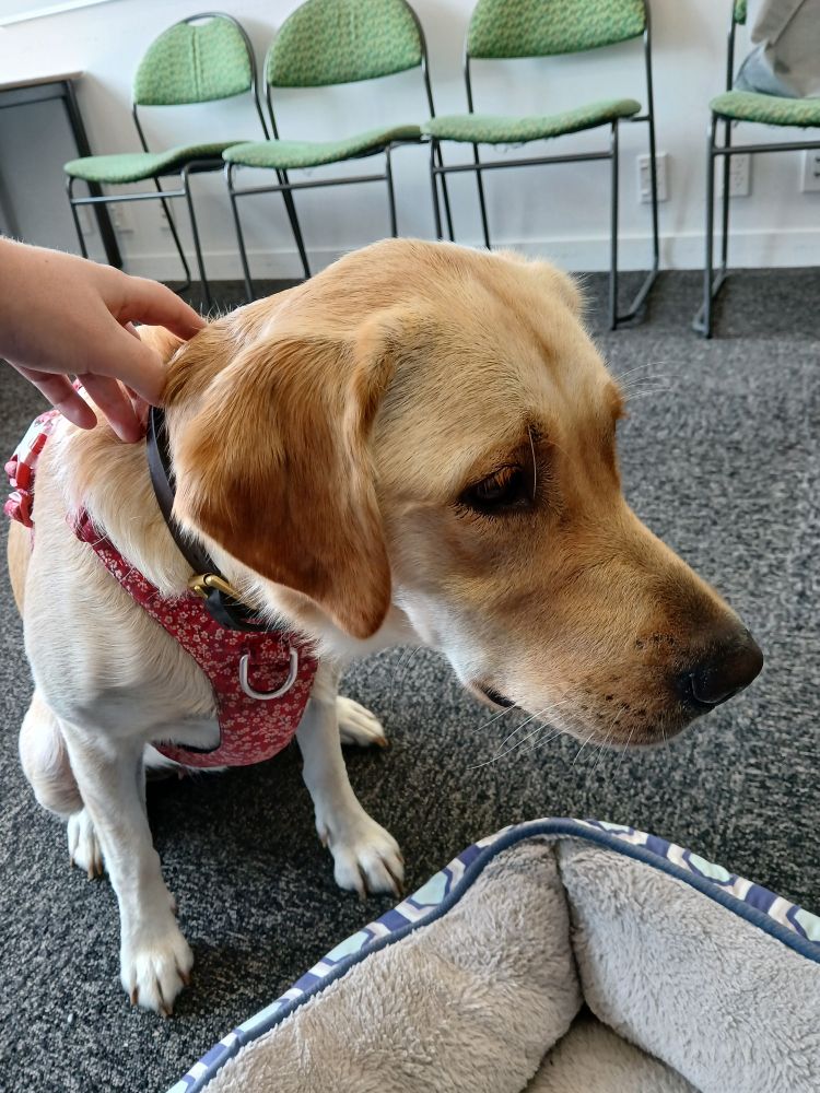 A golden lab/retriever cross with a red harness waiting expectantly for pats