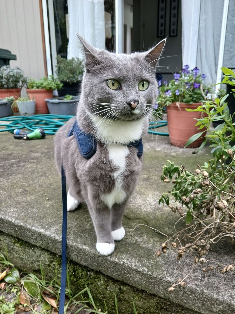 Grey tuxedo cat wearing blue harness stands on concrete deck staring into the middle distance with a haunted look on her face