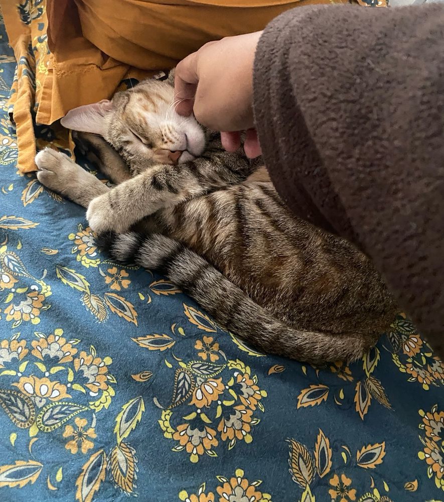 On a royal blue bedhseet with gorgeous contrasting floral designs lies an indie feline with brown and dark stripes whose face I’m stroking as she has her eyes closes and shows she likes this gesture her face tilted beautifully in all the glory of comfort only cats know