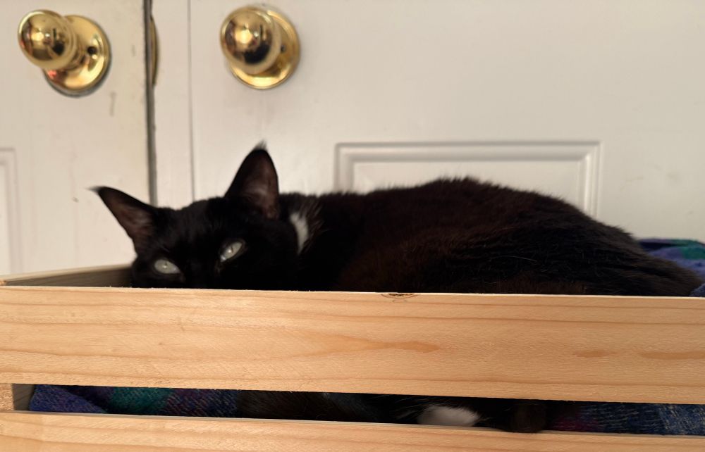 A black and white cat sitting in a basket next to the door. Eyes half open. 