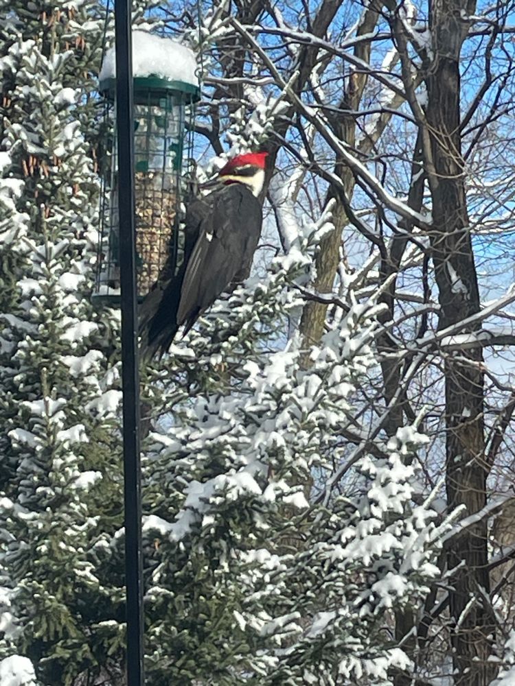 A large woodpecker at a bird feeder set against a forest background 