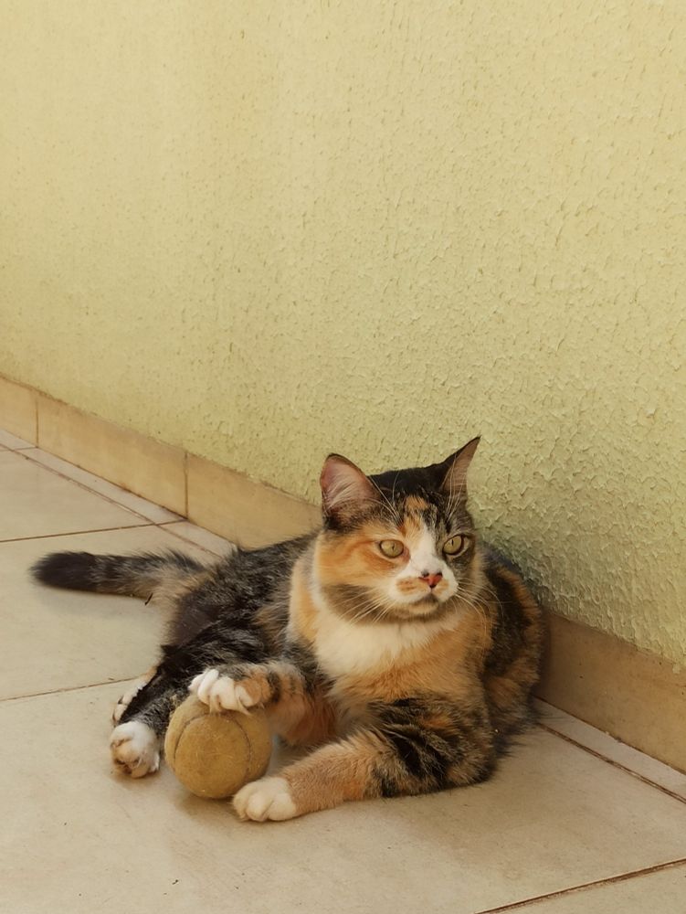Fotografia em cores, da minha gata tricolor, chamada Psilocibina. A gata está deitada, enquanto apoia a pata direita sobre uma bolinha de tênis.