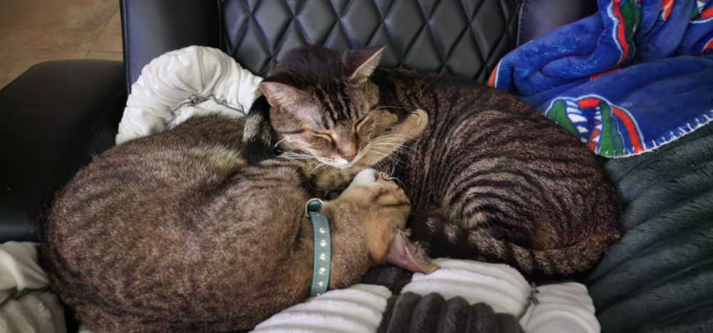 Two tabby brothers catnapping together.