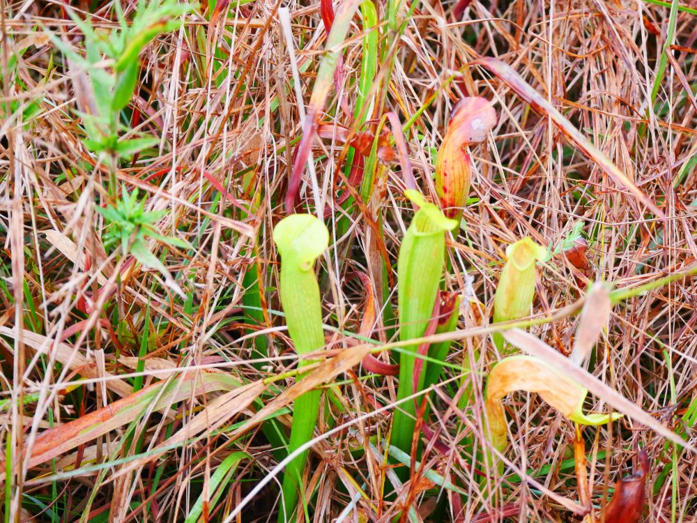 Pale pitcher plants, Sarracenia alata, growing in a bed of some muddy pine straw. Some are red and dried out, but plenty more are green and vibrant. A recent rain brought out their colors 