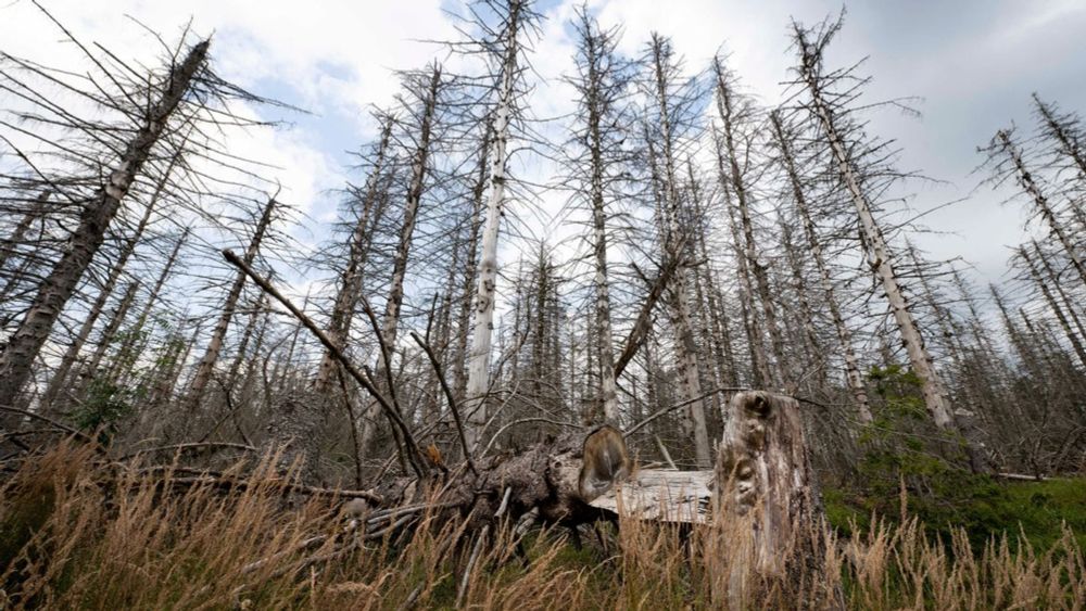 (S+) Dein Feind, der Baum: Warum der deutsche Wald jetzt zur CO₂-Schleuder wird