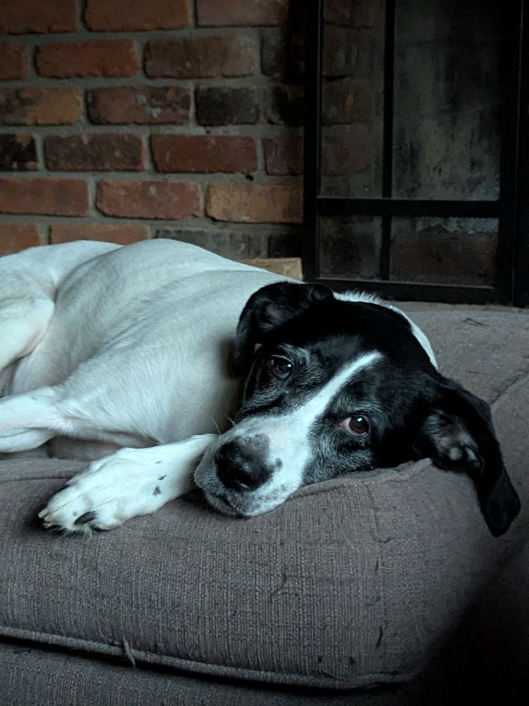 An adorable black and white senior dog lays on an ottoman and looks straight at the camera
