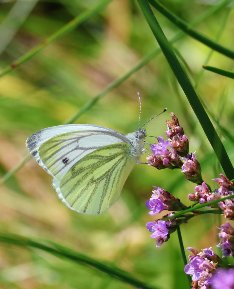 Weißgrüner Schmetterling auf violetter Blüte.
