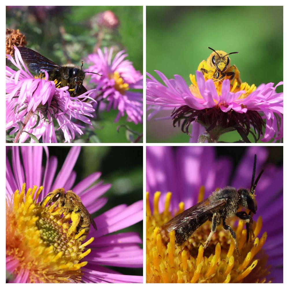 Vier Bilder von drei verschiedenen Bienenarten.