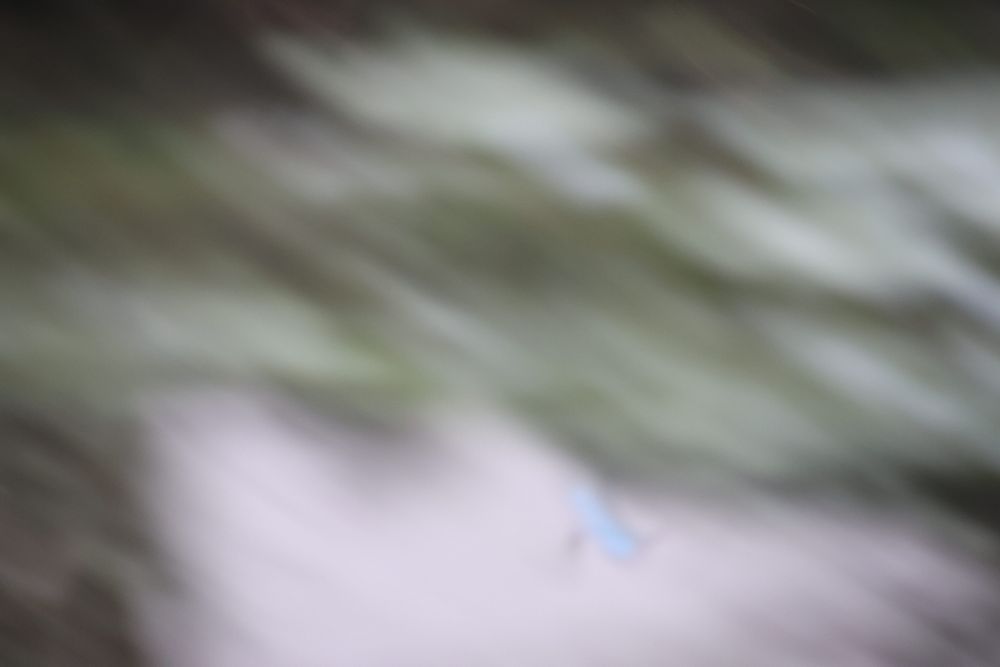 Ein vermischtes Bild in grün und grau. Unten ist ein knatschblauer Fleck. Der Eisvogel. 