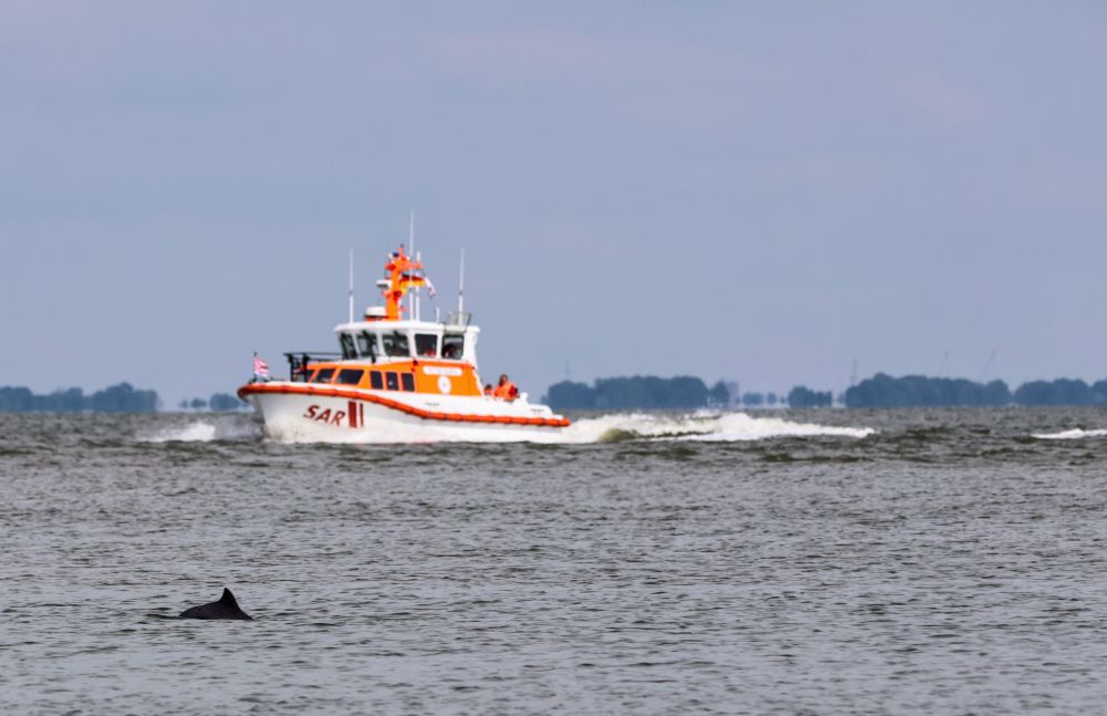 Ein Boot der Seenotrettung.
Im Vordergrund ein Schweinswal.