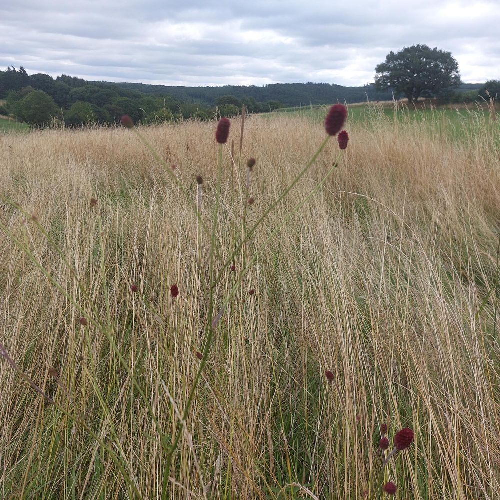 Wiese mit dunklem Wiesenknkopf.