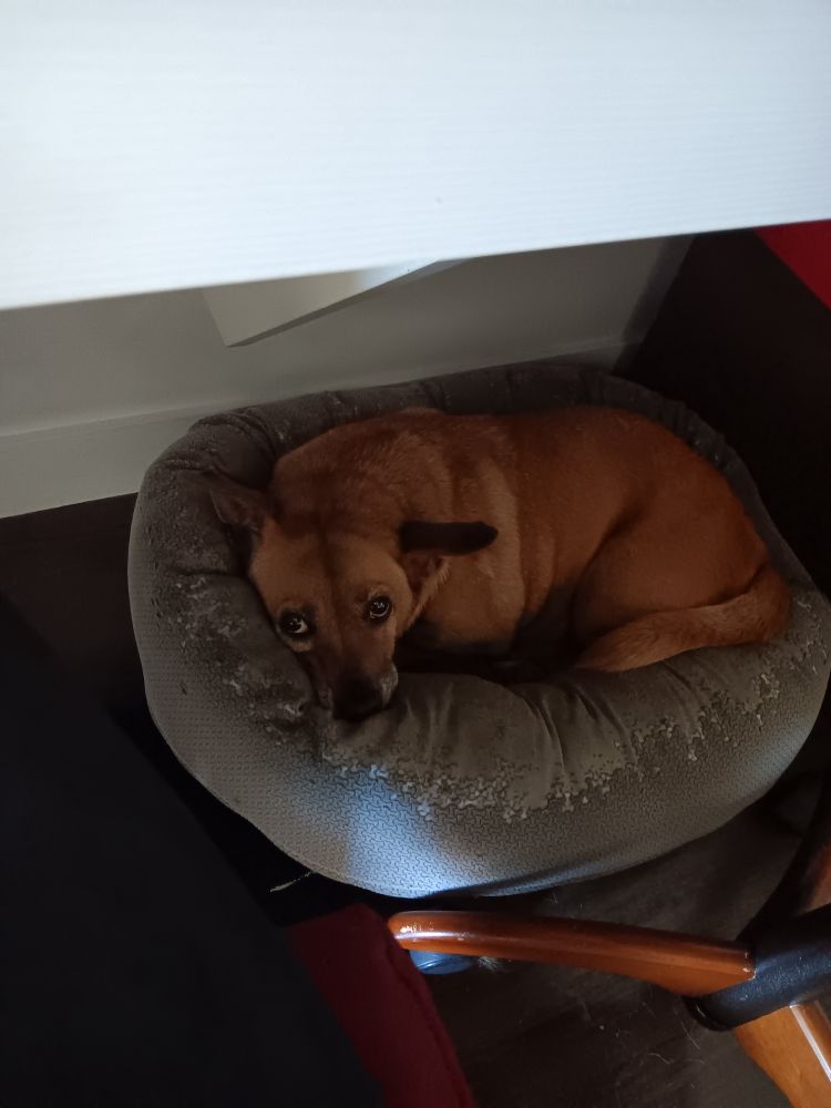 Looking under my desk at home. Bailey the pitbull-corgi is there, in her bed, staring back up at me.