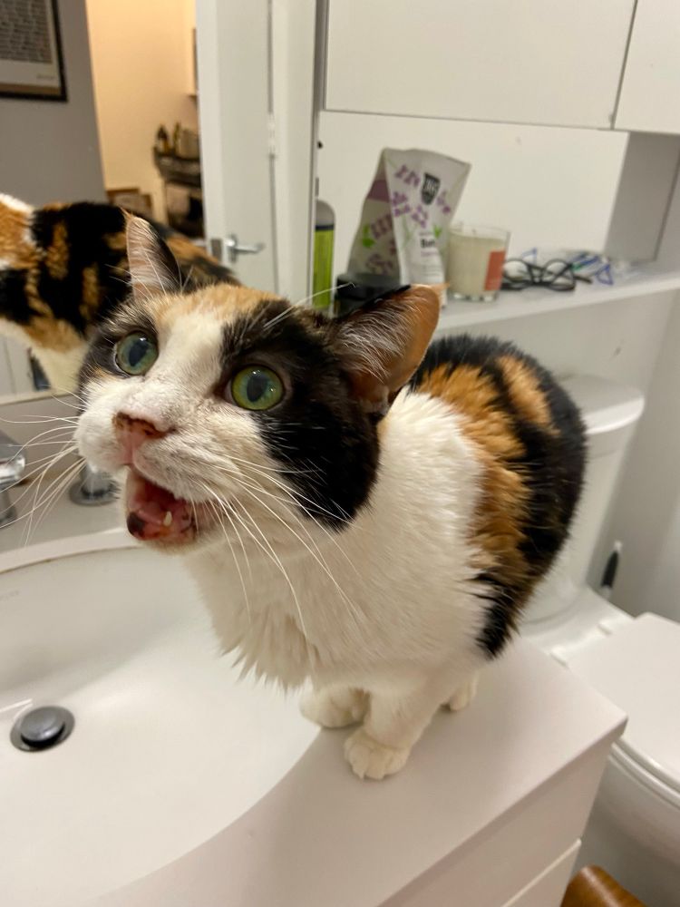 A screaming calico cat standing on a sink