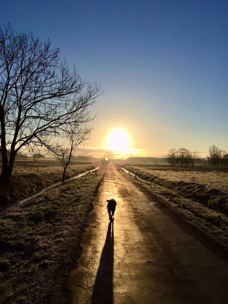 Ein Hund auf einer Landstraße direkt auf die aufgehende Sonne zu