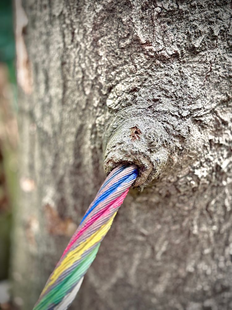 Sehr mittig durch den Baum führt ein buntes gedrehtes Stahlseil. Die Rinde bildet an der Ausgangsstelle einen Wulst um das Seil. Nahaufnahme. 