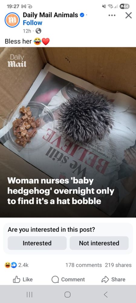 Furry ball in a cardboard box