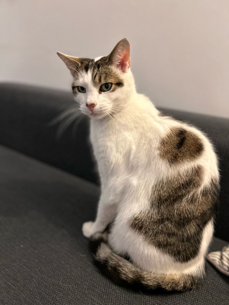 Gavin - a white and tabby mongrel cat, sat on a grey sofa. Such a good boy.
