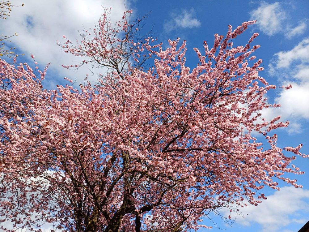 Blooming chery tree against blue sky