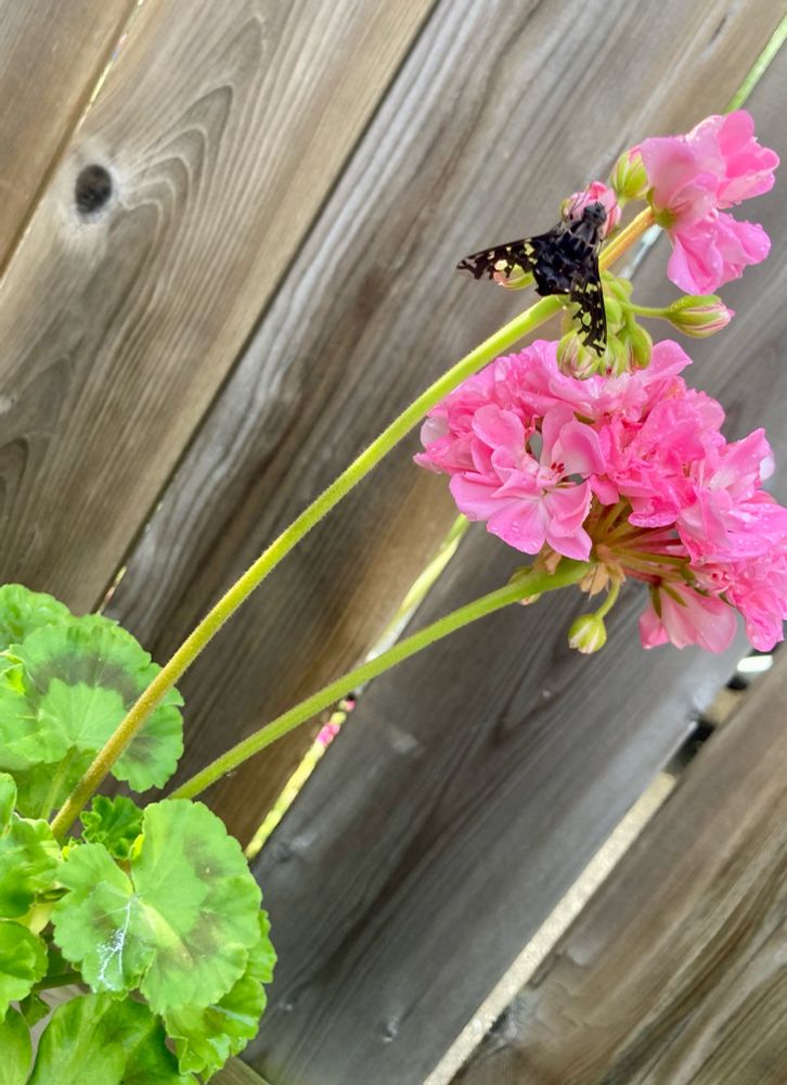 Tigerbee Fly in the cool early morning after the rain. On pink geraniums.
