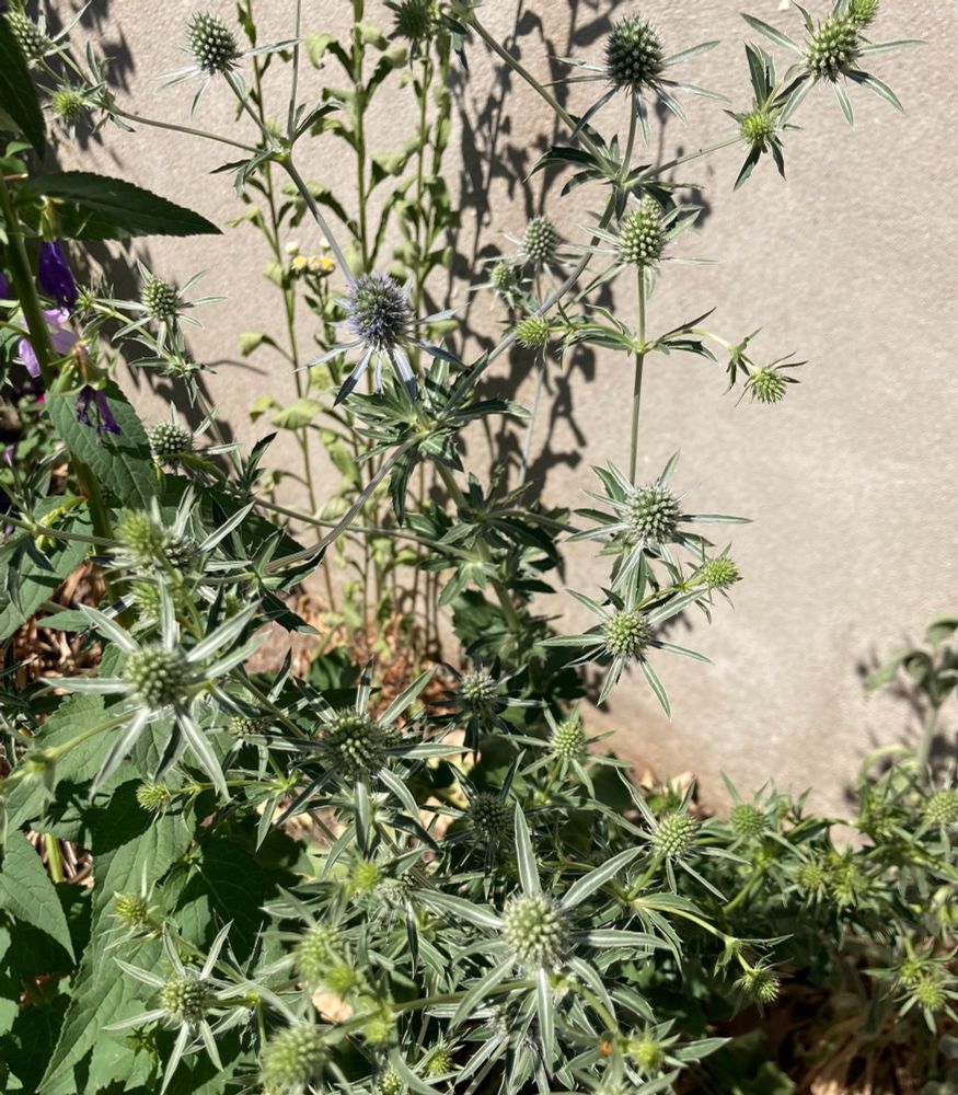 Sea Holly plant