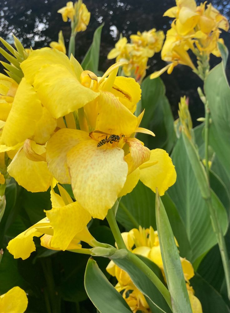Wasp on yellow canna lilies