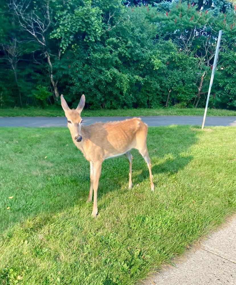 Picture of young doe named Dani the deer