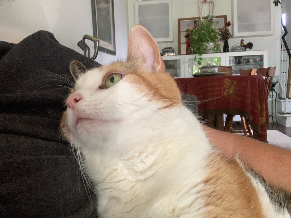 Cute cat trying to get some attention