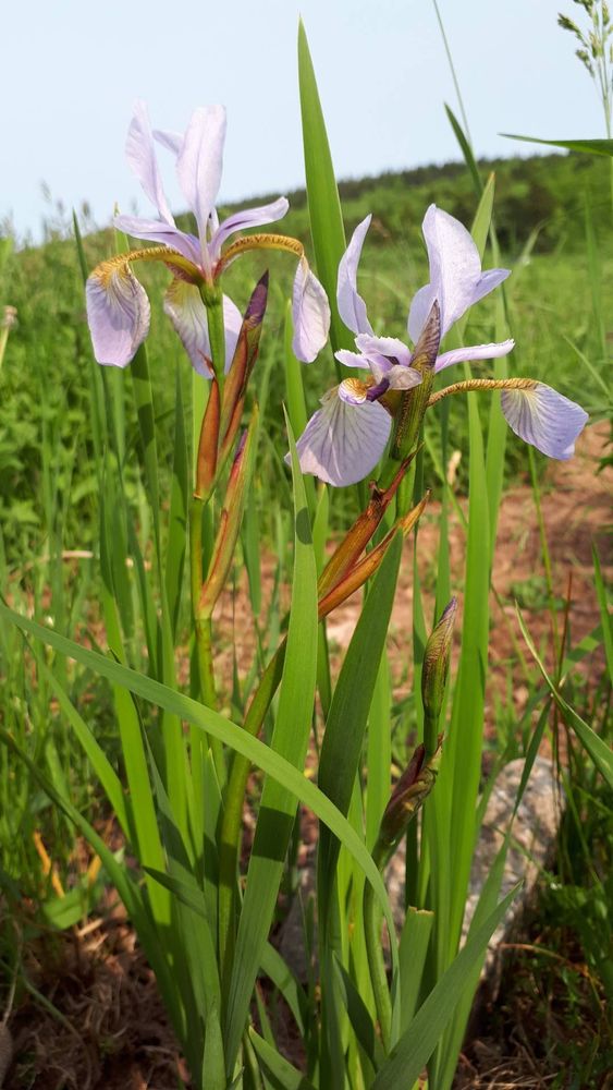 Photo of a pale lilac-colored siberian iris with two open flowers and four growing buds.