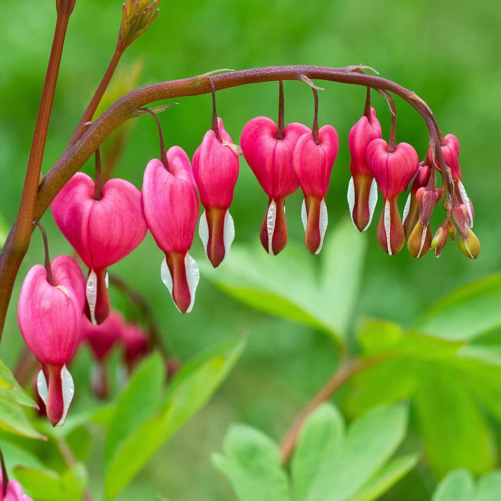 A flower called Bleeding Hearts. They resemble bright pink hearts with blood drops attached on their "end". On the background of the image you can see its leafs.