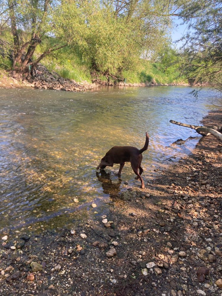 Eine braune Labbi Hündin tapst vorsichtig, Nase zuerst in einen Fluss. Im Hintergrund stehen grüne Bäume am Ufer