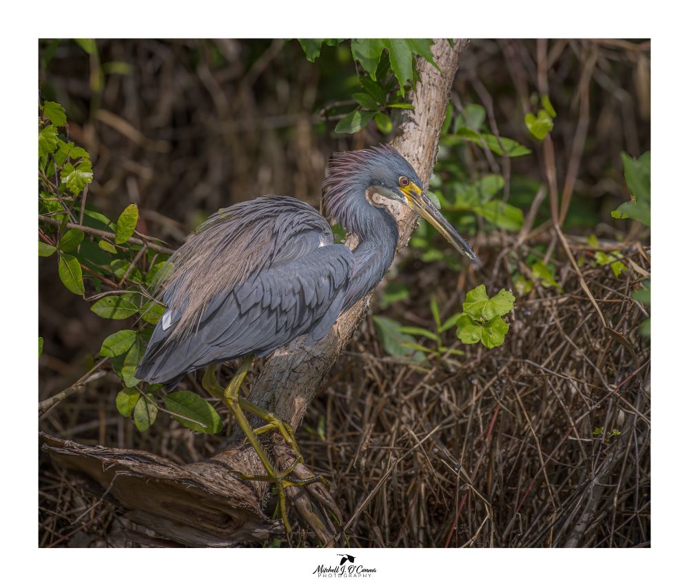 A walk in the Everglades...
#floridaeverglades #autubonsociety #birdinginflorida ##birds_brillance #beautyofnature #birdlovers #birds_matter #theeverglades #nikon_photography #nikkor200_500mm 
