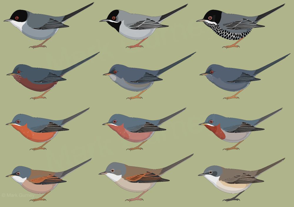An illustration of twelve warblers. Each row has three similar species. The top three are grey with black heads and varying amounts of black below; the next row has three with long tails, two are all grey, one is wine-red below;  then there are the three subalpine warblers, which are grey above and red or orange below; and the bottom row has three with white throats and brown backs, two have rusty wing panels and the other is rather different with dark legs and a rather cold tone. The birds are all facing left and in the same pose so it is easier to compare the differences between them.
